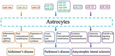 Involvement of Astrocytes and microRNA Dysregulation in Neurodegenerative Diseases: From Pathogenesis to Therapeutic Potential